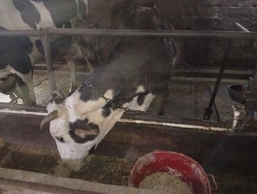 tap az sudluk inəklər: Salam gördüyünüz ineyler satılır boğaz balı super heyvanlardi — 18