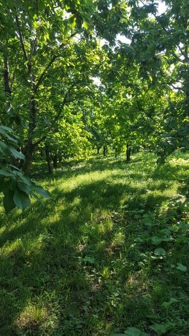 xırdalan kirayə evlər 1 otaqlı: 15 sot, Tikinti, Barter mümkündür, Kupça (Çıxarış) — 5