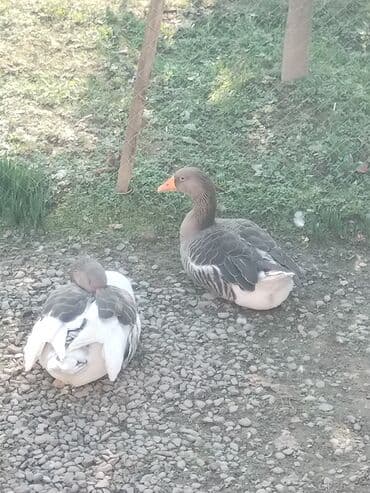 Аквариумы: 1 Erkəy 1 dişi Ünvan Masallı — 1