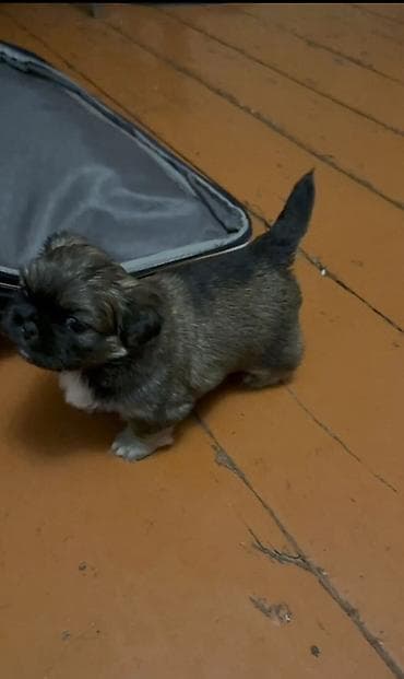 ev sicani: Pekines — 2