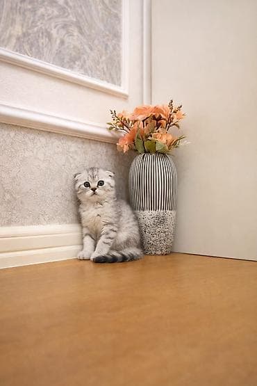 pişik pişik: Sarı olan 70 silver şişila ise 130 za Skottiş Fold/Skottiş Straight — 8