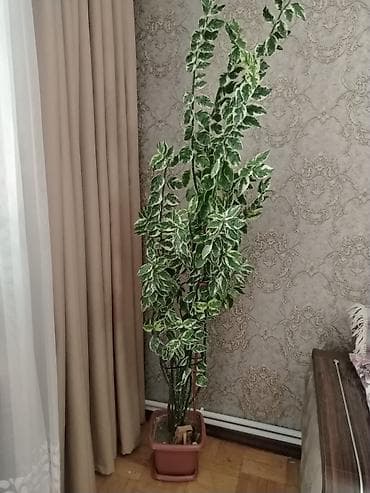 Yüksək, dekorativ qapı-ağacı tipli otaq bitkisi – xallı/ala-yaşıl