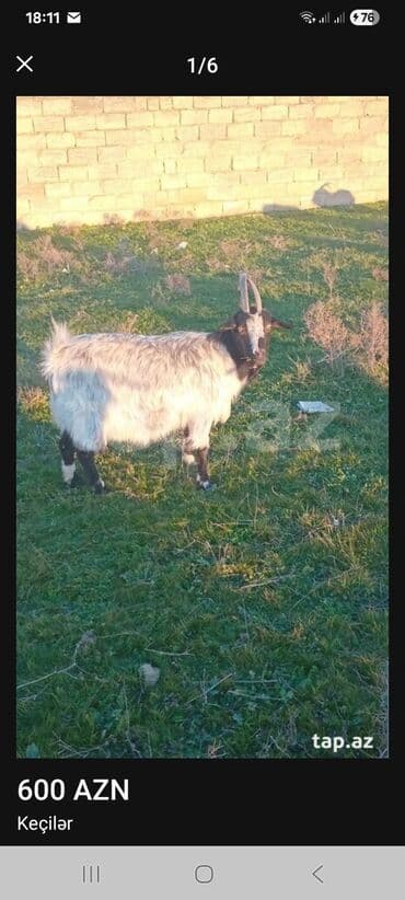cins ineklerin qiymeti: Dişi, il: 1, 18 kq, Damazlıq — 3