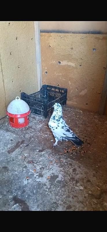 Qizgin erkey king goyercini satilir