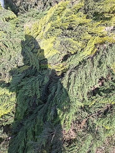 Samovarlar: Thuja budaqları və odun parçaları - Növ: Həmişəyaşıl iynəyarpaq — 3