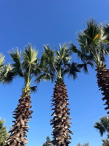 ucuz taxtalar: Palma ağacları – dekorativ landşaft üçün (Təcili 50 faiz aşağı — 7