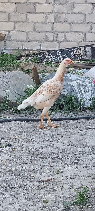 it satilir ucuz: Toyuq, Damazlıq — 4