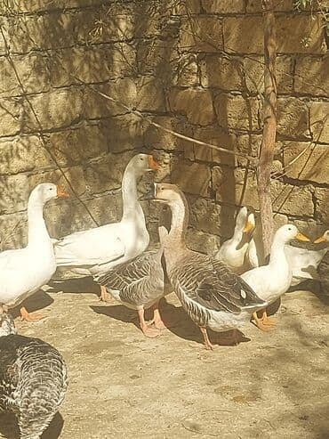 хаски цена в баку: Курица, Для мяса, Самовывоз — 13