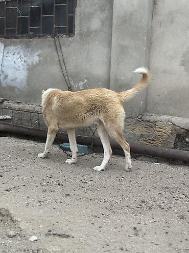 barter itle: Erkek — 2