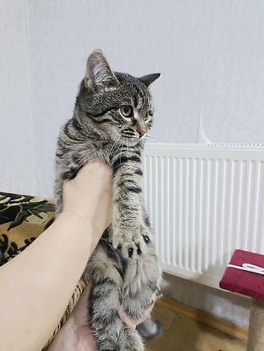 keci seki: Tabbi, Dişi, Yaxşı əllərə — 2