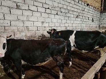 ala inek: Salam aleykum kim isdese desin — 6