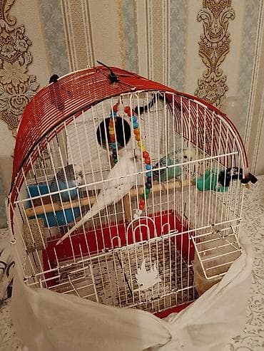 pisik balasi satisi: Dalğalı tutuquşular və qəfəs dəsti - Növ: dalğalı tutuquşu (3 ədəd – — 2