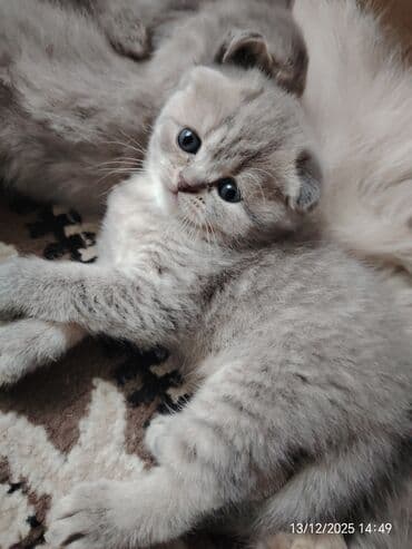 pişiy adlari: Erkək, Dişi — 4