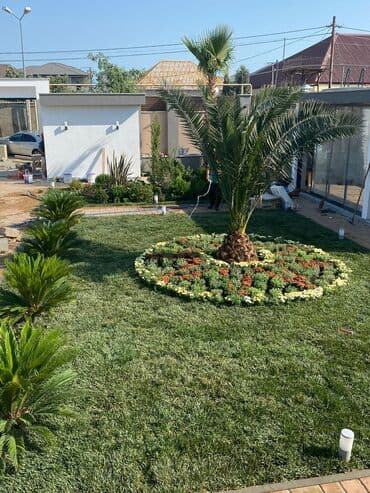 lipa ağacı: Dekarativ agaclarin satisi qazon torpaq torf diger gubrelerin satisi — 4