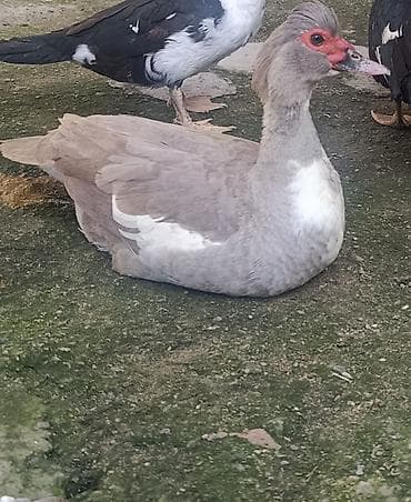 baliq akvarium satisi: Salam super cins heyvandı erkəyi ayağı qırılıb deyə satıram lavanda — 1