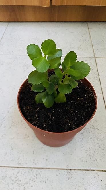 kalanxoye bitkisi: Kalanxoe (Kalanchoe blossfeldiana) – saksı bitkisi - Rəngli, çoxlu — 3