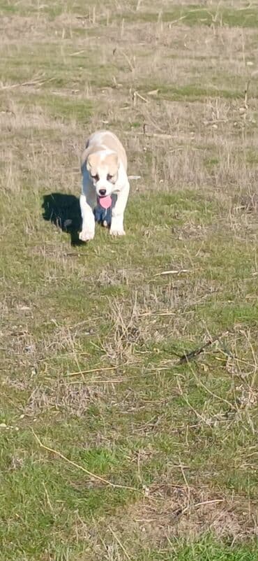 it adları azərbaycanca: Qurdbasar, 3 ay, Erkek, Peyvəndli, Ödənişli çatdırılma — 7