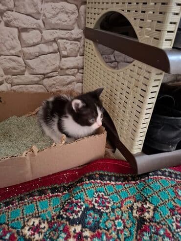 в добрые руки котята: В добрые руки — 4