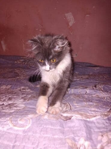 pişik balaları: Meyn-kun, Erkək, Yaxşı əllərə, Ünvandan götürmə — 4