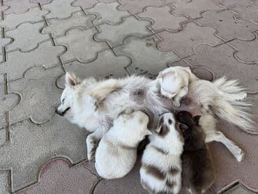 itlər bala: Şpitz, 1 ay, Dişi, Sənədli, Pulsuz çatdırılma, Ünvandan götürmə — 3