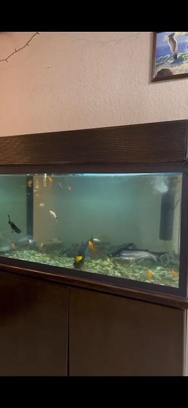 icareye kafe: CHAYKA – açıq hava restoran və məkan - Rahat həyət konsepti: girişdə — 8