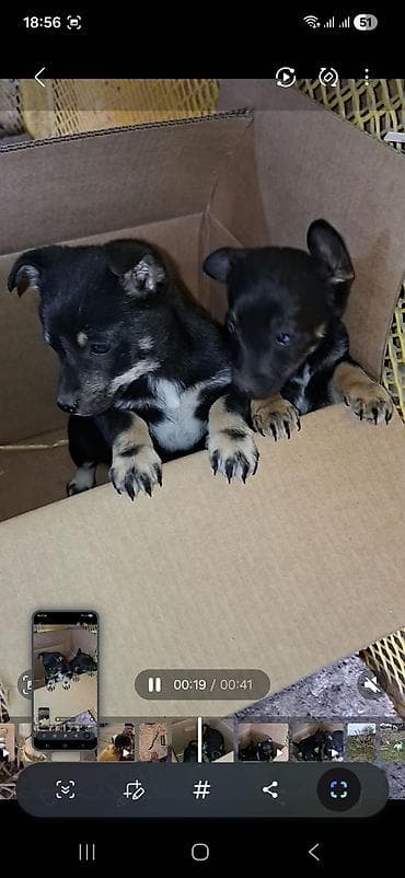 bit dərmanı: Peyvəndli — 3