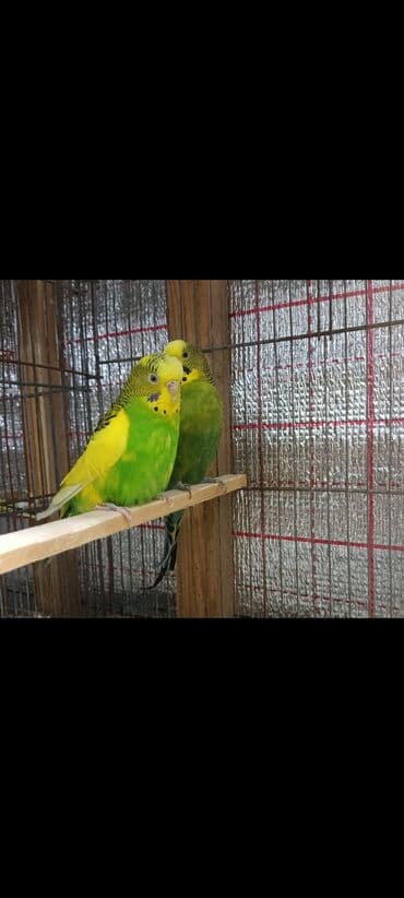 bulbul satılır: Bala veren cüt papuqay satılır qəşəng balaları olur cütü 30 m endirim — 1