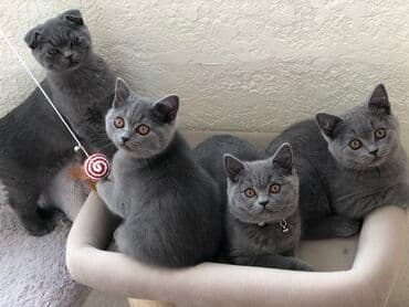 pişik şəkili: Şotland, Dişi, Erkək, Ünvandan götürmə — 27