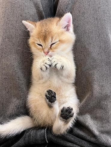 cins pişikler: Britan — 7