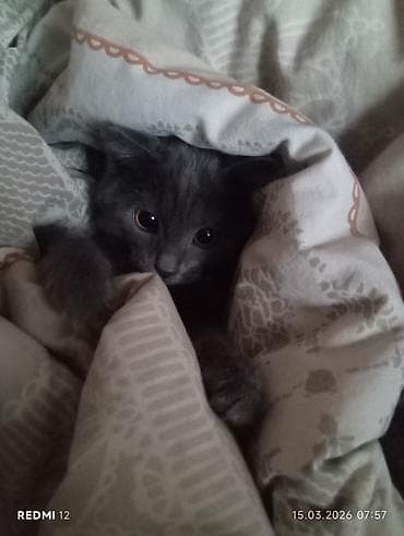 pişik şinşilla: Şotland, Dişi, Ünvandan götürmə — 1