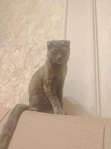 Şotland, Dişi, Ödənişli çatdırılma