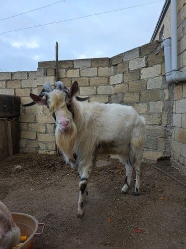Ножи: Satılır: erkək keçi - Cins: saanen - Yaş: 2 Şəkillərdə heyvanın real — 3