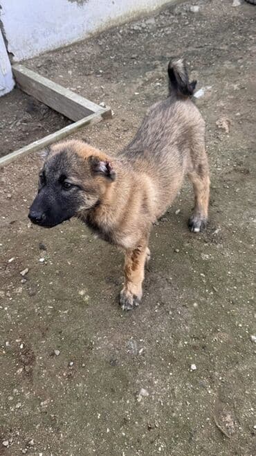 cau cau iti satilir: Məhsul: Balaca it balası - Cinsə bənzərlik: orta ölçülü, qara maskalı — 3