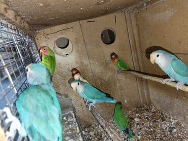 попугай ара цена: Fişer nerazlucnik ayrılmazlar maskvıy papuqayları bala verən cütlər — 2