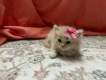 pisiklerin qiymetleri: Şotland, Erkək, Dişi — 9