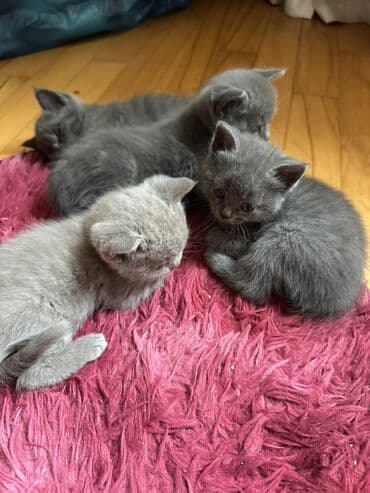 Digər heyvanlar: Şotland, Yaxşı əllərə — 8