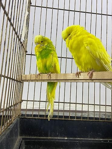 goyercin satilir: Hazır 1 cüt Jumbo təcili satılır. Erkək Jumbo Şou qarışıq,dişi Jumbo — 1