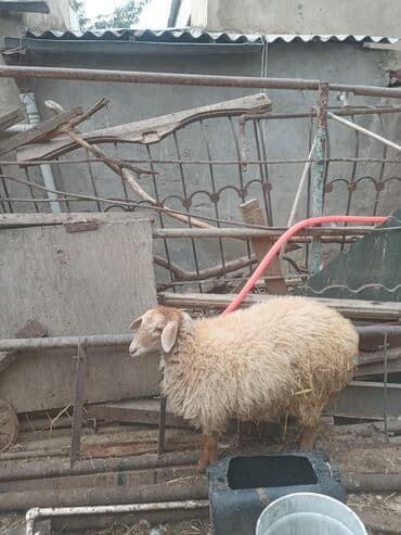 xacmaz heyvan bazari: Togludu disidi — 2