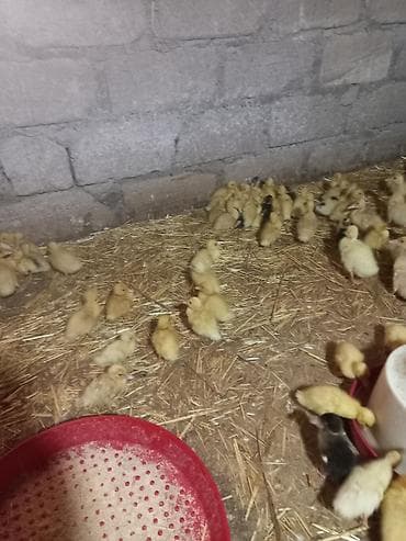 Məhsul: ördək balaları (civcivləri) Təsvir: - Erkən yaşlı ördək