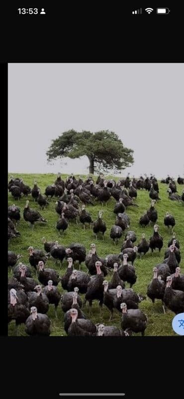 kənd colpası satışı: HUNDUŞQA SATİLİR KQ FƏRƏ 17 AZN XORUZ KQ15 AZN İSTƏYƏ BAĞLİ TƏMİZLƏNİB — 3