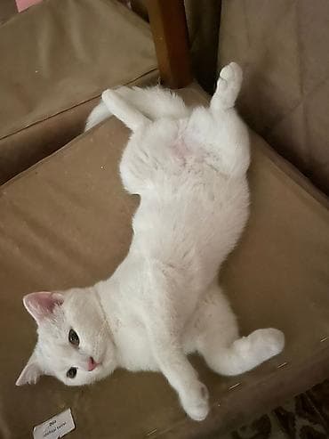 Şotland yastı qulaq, Yaxşı əllərə