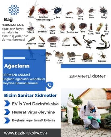 en yaxsi xalca yuma hansi: Dezinfeksiya, dezinseksiya | Taxtabiti, Birələr, Tarakanlar | Nəqliyyat, Ofislər, Mənzillər — 2