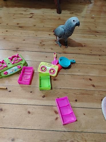 quş yuva: Afrika boz tutuquşu (Jako) – ağıllı və ünsiyyətcil ev quşu — 4