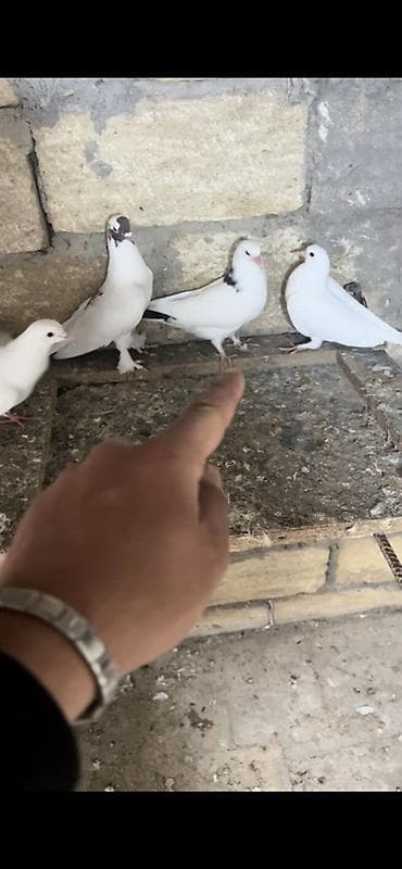 Göyərçinlər: Tecili — 2