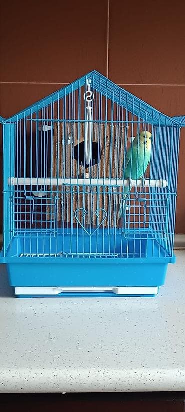 taxta domik: Məhsul: Dalğalı tutuquşu ilə birlikdə qəfəs dəsti Təsvir: - Mavi — 1
