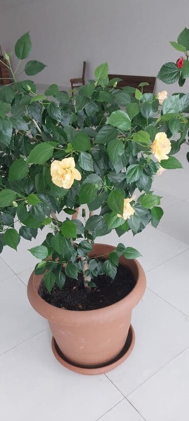 Başlıq: Dibçəkdə Hibiskus Dekorativ Otaq Bitkisi Təsvir: - Güllər —