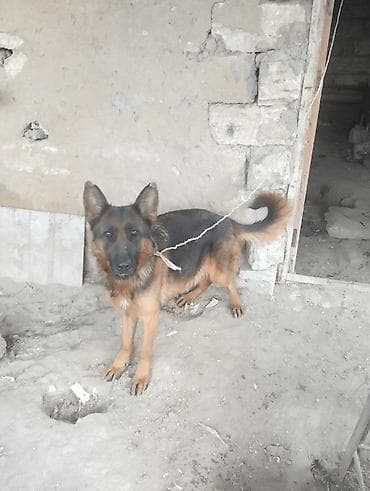 cins pisikler: Alman çoban iti, 3 il, Dişi — 5