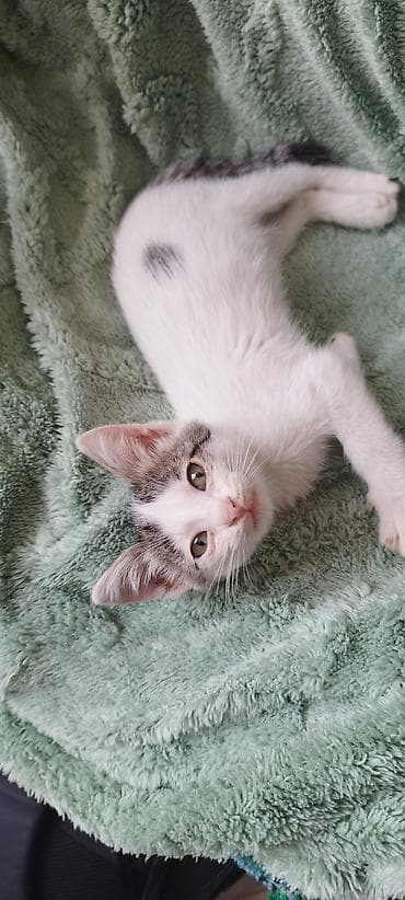 sahiblenme: Yaxşı əllərə — 7