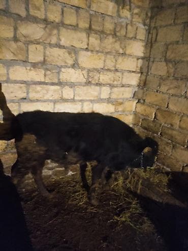 qara it sekilleri: Dana, buzov, Erkək, ay: 12, 130 kq, Ətlik — 10