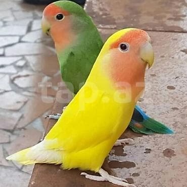 20 manata mən alıram. Yaşı, cinsiyyəti, rəngi, sayı fərq etmir. Bu lalafo.az -da 20 manata mən alıram. Yaşı, cinsiyyəti, rəngi, sayı fərq etmir. Bu